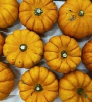 L’Oliveraie du Coudon - 4 MINI COURGES POUR HALLOWEEN ( LA JACK BE LITTLE )