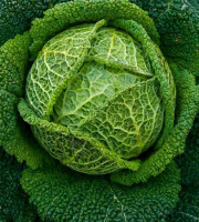 Nature et Saveurs - Ferme Aquaponique et Permacole Astérienne - Chou de Milan – structure froissée et douceur feuilletée