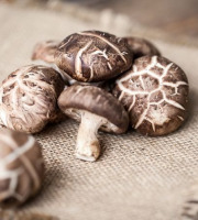 Vézère Horticulture - Champignons Shiitakes frais 3kg