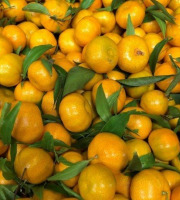 Les Hespérides - Coopérative de la Riviera Française - Mandarine 5kg