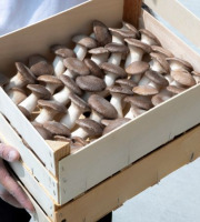 Les Myconautes - Pleurotes panicaut Bio - Cagette 3kg