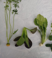 Nature et Saveurs - Ferme Aquaponique et Permacole Astérienne - Mini légumes en assortiment - 500g