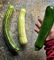 La Ferme d'Artaud - 5kg de courgettes panachées