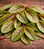 Nature et Saveurs - Ferme Aquaponique et Permacole Astérienne - Jeunes feuilles d’oseille sanguine – fraîcheur acidulée et relie