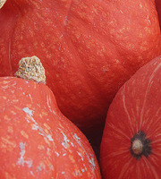 Mon Petit Producteur - Courge Potimarron Red Kuri bio [poids moyen 2.2 kg]