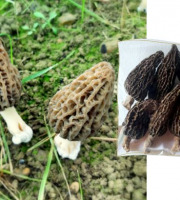 L'Agricueilleur du Suzon - Morilles françaises Bio à farcir