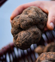 Truffes des Roches - Truffes Noires Entières Tuber Mélanosporum - 1ère ébullition - 50g