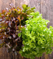 La Boite à Herbes - Lot Salade Batavia Verte Et Feuille De Chêne Bio