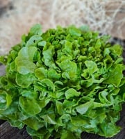 Les Jardins de Gérard - Salade Feuille de chêne blonde Bio - Lot de 2