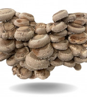 Naturélium - Le shiitake 500g