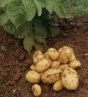 Ferme de Carcouet - Pommes de Terre Allians  Bio - 9 kg