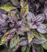 Maison Argentain - Basilic Pourpre - 70g