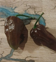 HERBA HUMANA - Habanero Choco - 40g