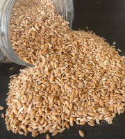 La Ferme du Joyeux Laboureur - Petit épeautre en vrac 1kg