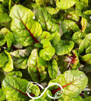 Nature et Saveurs - Ferme Aquaponique et Permacole Astérienne - Blette Rouge Charlotte