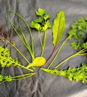 Nature et Saveurs - Ferme Aquaponique et Permacole Astérienne - Bouquet d'aromatiques en mélange - 100g