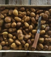 Nature et Saveurs - Ferme Aquaponique et Permacole Astérienne - Pommes de Terre Grenaille