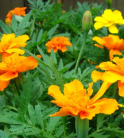 Nature et Saveurs - Ferme Aquaponique et Permacole Astérienne - Rose d’Inde – éclat floral et saveur d’agrumes