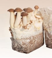 Les Myconautes - Substrat de pleurotes panicaut Bio