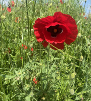 Des Poules et des Vignes à Bourgueil - 10 Pétales de coquelicots