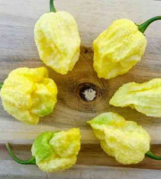 HERBA HUMANA - Carolina reaper blanc frais