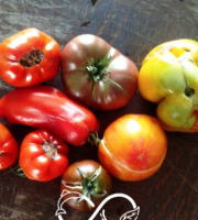 Nature et Saveurs - Ferme Aquaponique et Permacole Astérienne - Tomates déclassées pour coulis – l’âme concentrée de la tomate