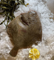 Brest Marée - Turbot 1kg