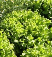 Nature et Saveurs - Ferme Aquaponique et Permacole Astérienne - Laitue multifeuille blonde – Feuillage tendre et croquant