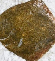 Brest Marée - Turbot 1kg