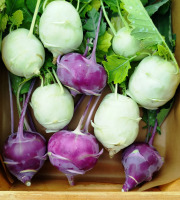 Nature et Saveurs - Ferme Aquaponique et Permacole Astérienne - Chou-rave aquaponique en mélange – blanc & violet, croquant et raffiné