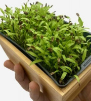 Horssol - Ferme urbaine - Micro-pousse de Livèche x4 barquettes