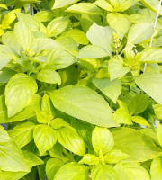 Nature et Saveurs - Ferme Aquaponique et Permacole Astérienne - Basilic Citron (Bouquet Frais)