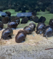 Les Huîtres Chaumard - Bigorneaux vivants calibre gros - 1Kg