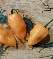 HERBA HUMANA - Habanero Orange - 40g