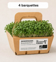 Ma Micropousse culinaire - Micro-pousses bio de moutarde blanche – 4 barquettes