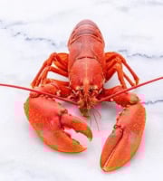 Poissonnerie La Piriacaise - Homard 1kg