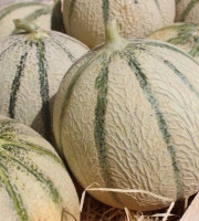 Domaine Reverchon - Melon du Vaucluse 5kg