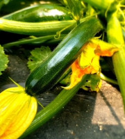 Les Champs Paradis - Courgette verte Bio - 1kg