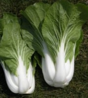 La Ferme de Goas Per - Chou chinois Pak Choï bio - 3 pièces