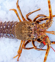 Poissonnerie La Piriacaise - Langouste Bretonne cuite 800/1.1