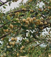 Ferme Sinsac - [Précommande] mirabelles fraiches en sachet kraft de 500 grs