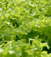 Les Jardins de Mondpa - feuille de chêne blonde