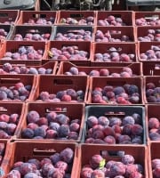 Vergers des brunots - Prune "Fortune" 10kg