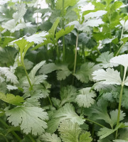 Nature et Saveurs - Ferme Aquaponique et Permacole Astérienne - Corandre Sativum