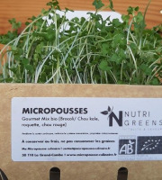 Ma Micropousse culinaire - Micropousses Gourmet mix 4x50g