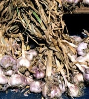 L'OLIVERAIE DU COUDON - AIL VIOLET  NOUVELLE SAISON 1KG