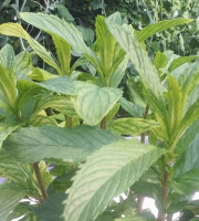 Nature et Saveurs - Ferme Aquaponique et Permacole Astérienne - Menthe tunisienne — fraîcheur intense et caractère oriental