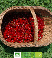 LES JARDINS DE KARINE - Cerise griotte avec noyau surgelée - 1 kg