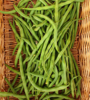 La Ferme de Milly - Anjou - haricots verts-BIO- récoltés main