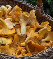 L’Oliveraie du Coudon - Plateau de Girolles 3Kg